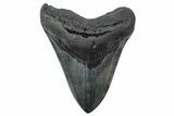 Fossil Megalodon Tooth - South Carolina #239815-1